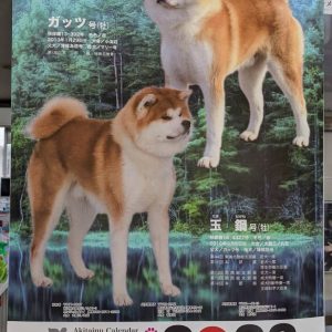 商品 公益社団法人秋田犬保存会